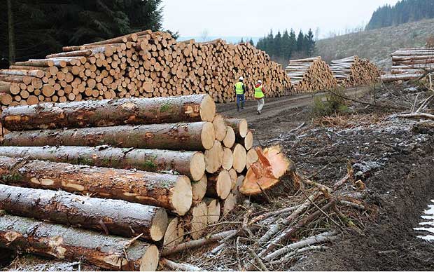 defrisari ilegale furt material lemnos
