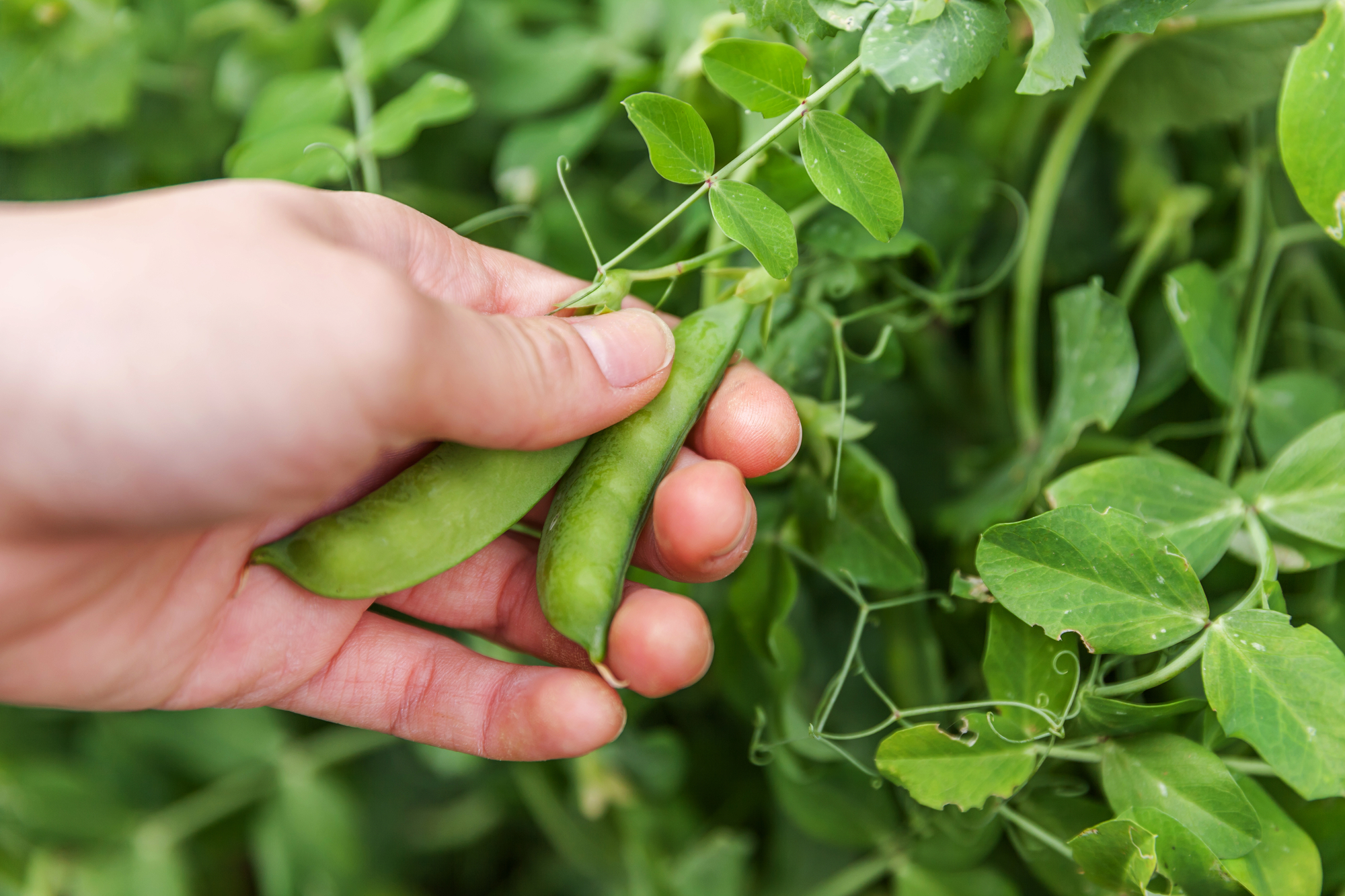 Gardening And Agriculture Concept. Female Farm Worker Hand Harvesting Green Fresh Ripe Organic Peas On Branch In Garden. Vegan Vegetarian Home Grown Food Production. Woman Picking Pea Pods.