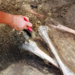 Descoperire Arheologica - Saveni La Movile - 07