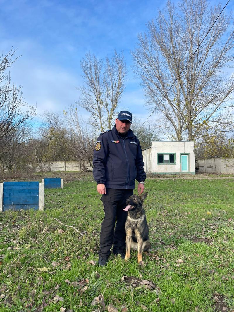 Luna Caine Serviciu Jandarmeria Ialomita (1)