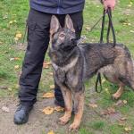 Luna Caine Serviciu Jandarmeria Ialomita