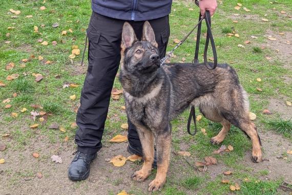 Luna Caine Serviciu Jandarmeria Ialomita