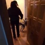 Razie Perchezitii Urziceni - 12