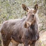 Elan Biodiversitate Romania