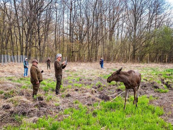 Elan Romania - Judetul Neamt