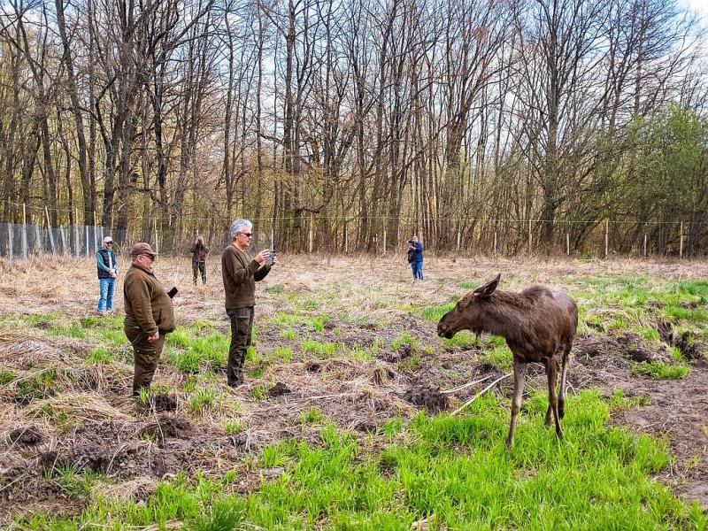 Elan Romania - Judetul Neamt