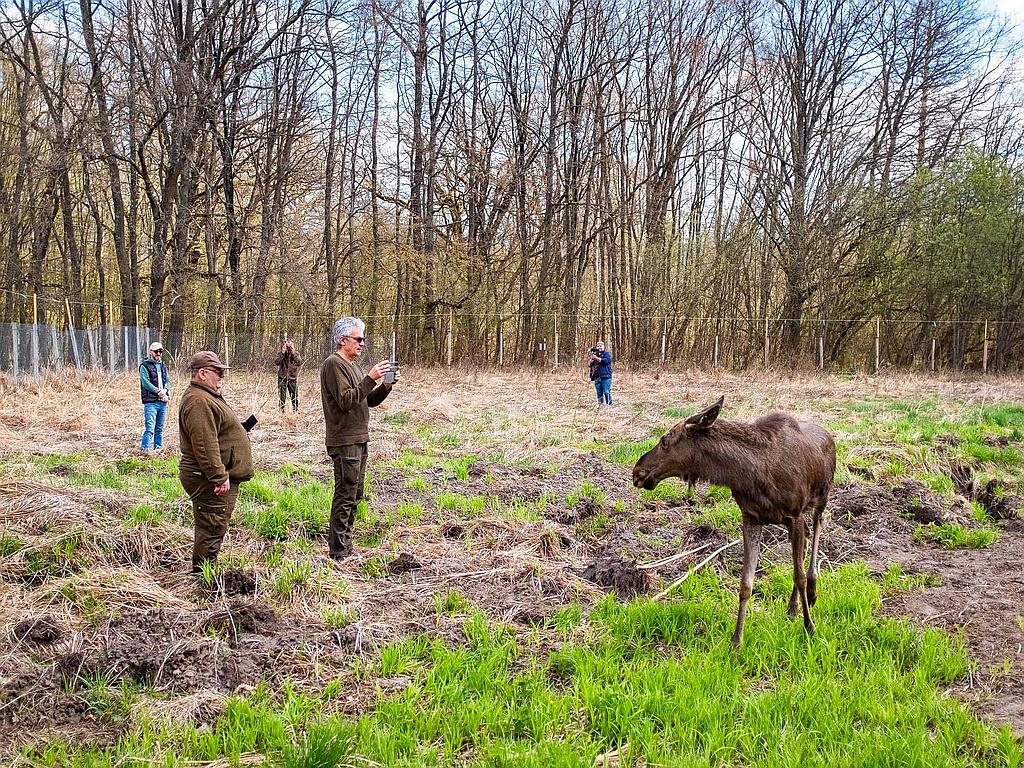 Elan Romania - Judetul Neamt