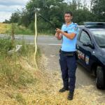 Sarpe Capturat De Jandami