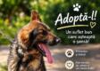 Adoptie Caine - Jandarmeria Ialomita